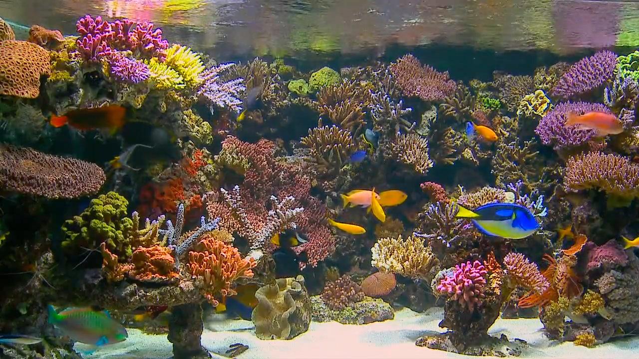 aquarium 4k the tropical reef experience