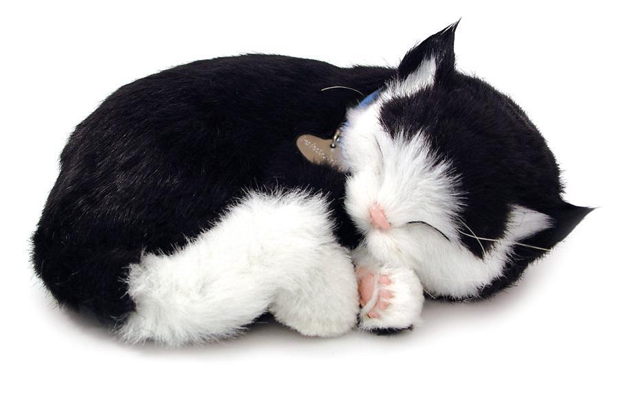 Meerdere Afleiden in beroep gaan Schattig huisdier - Kitten zwart-wit kopen? - Nenko